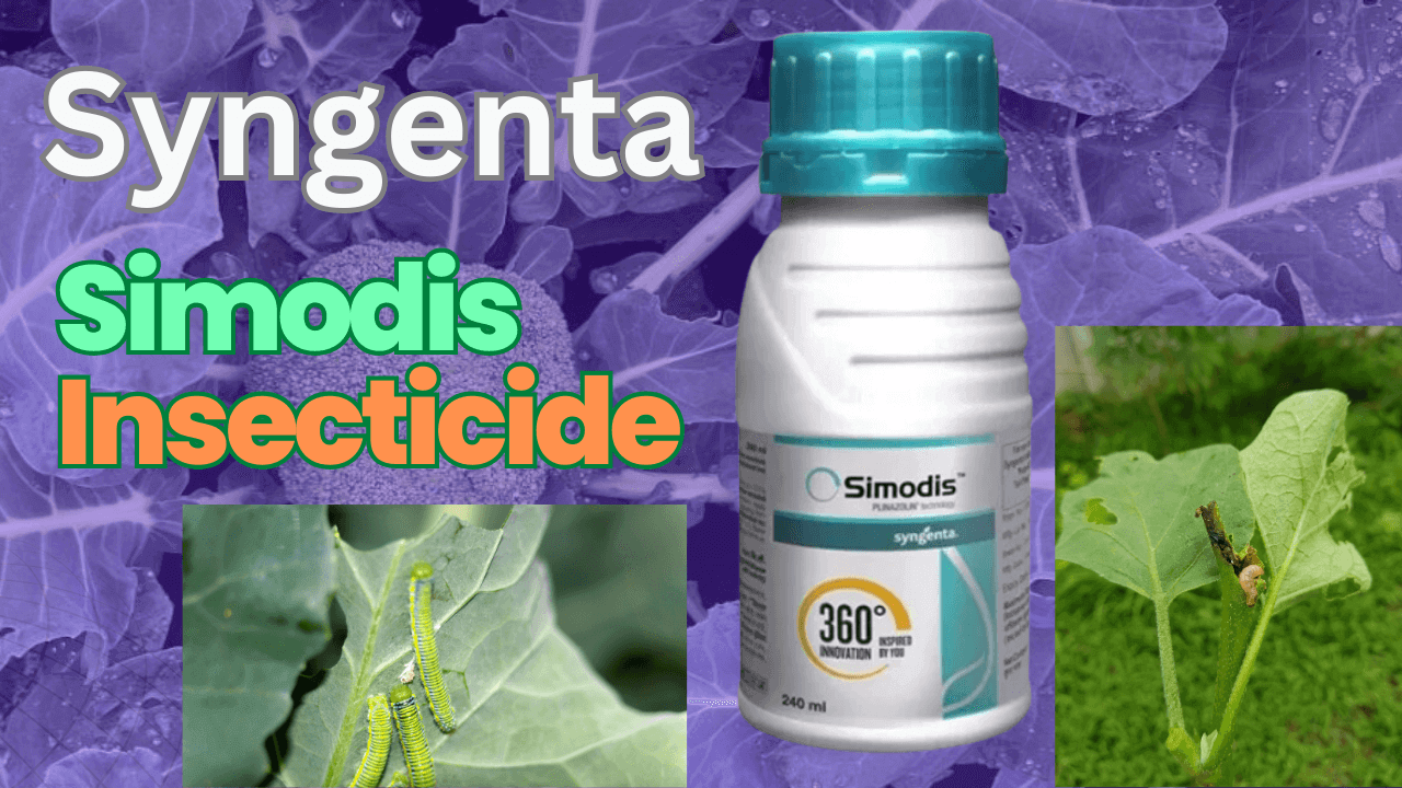 Benefits Syngenta Simodis Insecticide