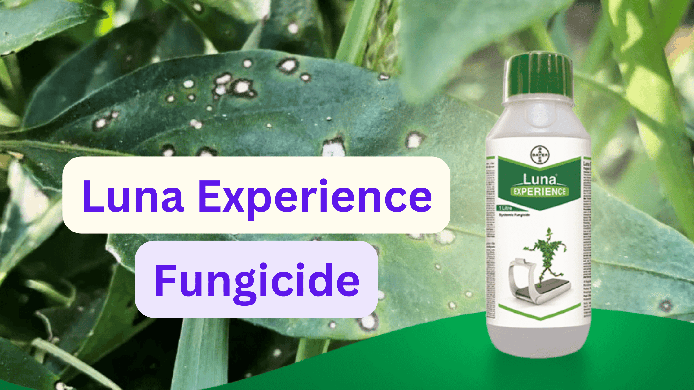 Luna Experience Bayer