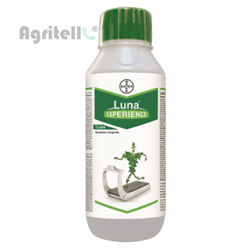 Luna Experience Bayer