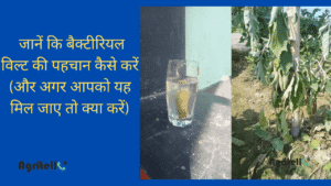 Learn How To Identify Tomato and Brinjal Wilt