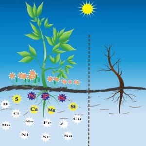 Micro-nutrients
