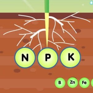 Water Soluble Fertilizers