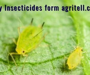 Insecticides