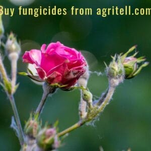 Fungicides