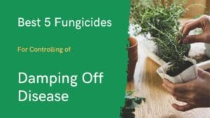 Best 5 Fungicides for Controlling Damping Off Disease.