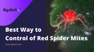 Best Way to Control of Red Spider Mites on Crops.