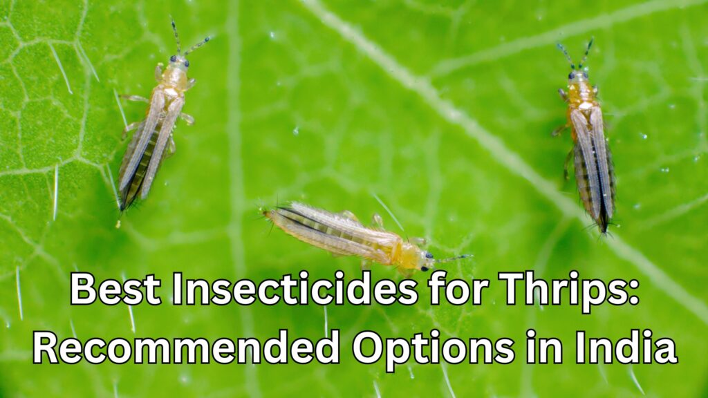 Best Insecticides for Thrips in 2026: Recommended Options in India