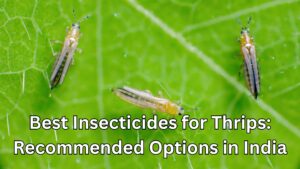 Best Insecticides for Thrips in 2026: Recommended Options in India